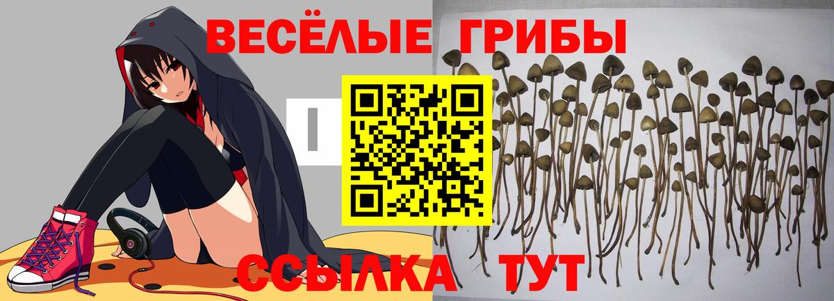 Галлюциногенные грибы Cubensis Миасс